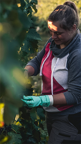 Darum bei uns: Hochschule Geisenheim University