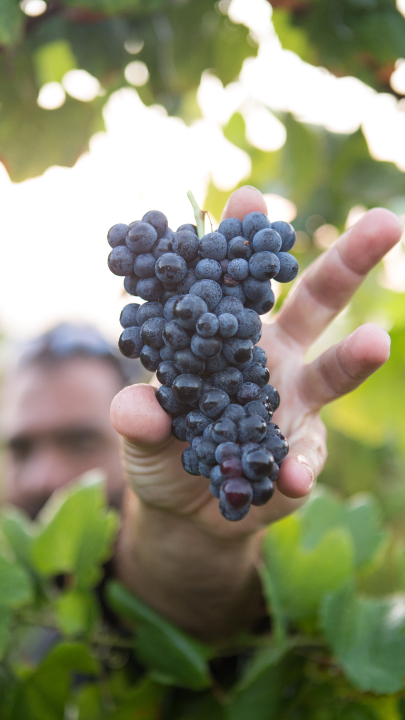 Ausbildung als Winzer:in