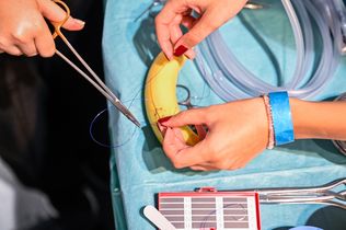 Der Riss in einer Banane wird mit medizinischem Faden und OP-Besteck genäht.