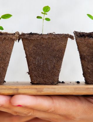 Umwelt und Nachhaltigkeit Studium