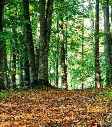 Allein im Wald: Ein Förster erklärt seinen Beruf
