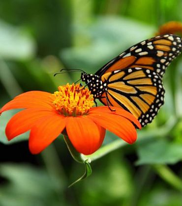 Biologie-Studiengänge: Alles Bio, oder was?