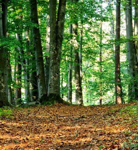 Allein im Wald: Ein Förster erklärt seinen Beruf