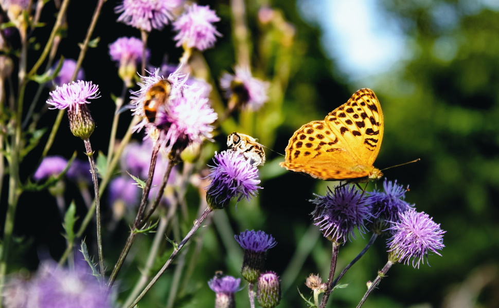 Tierfreundliche Balkongestaltung