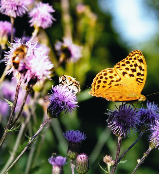 Tierfreundliche Balkon- und Fensterbankgestaltung