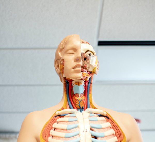 Top 10 Berufe Körper