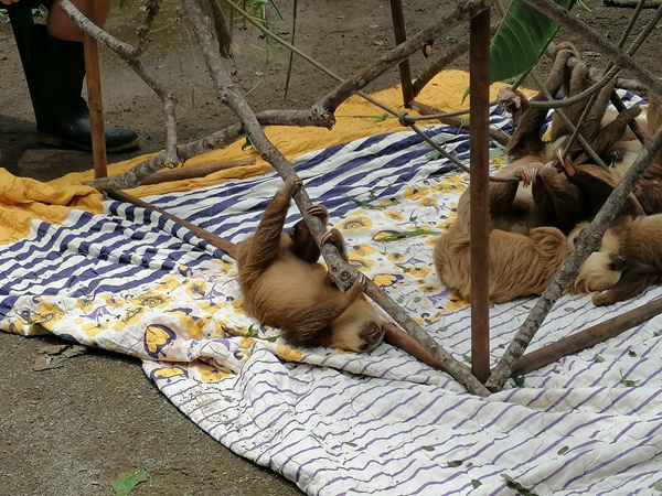 Jamso Trainee GmbH - Gap Year: Wildlife Projekt in Costa Rica