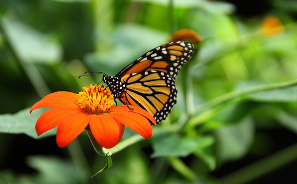 Biologie-Studiengänge, Studium Biologie, Bioinformatik, Bionik, Biotechnologie